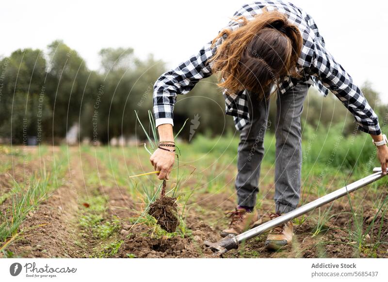 Bäuerin sammelt jungen Knoblauch mit einer Mistgabel auf dem Feld Erwachsener Ackerbau Agronomin Botanik Kaukasier sammelnd Ernte Bodenbearbeitung Öko Landwirt