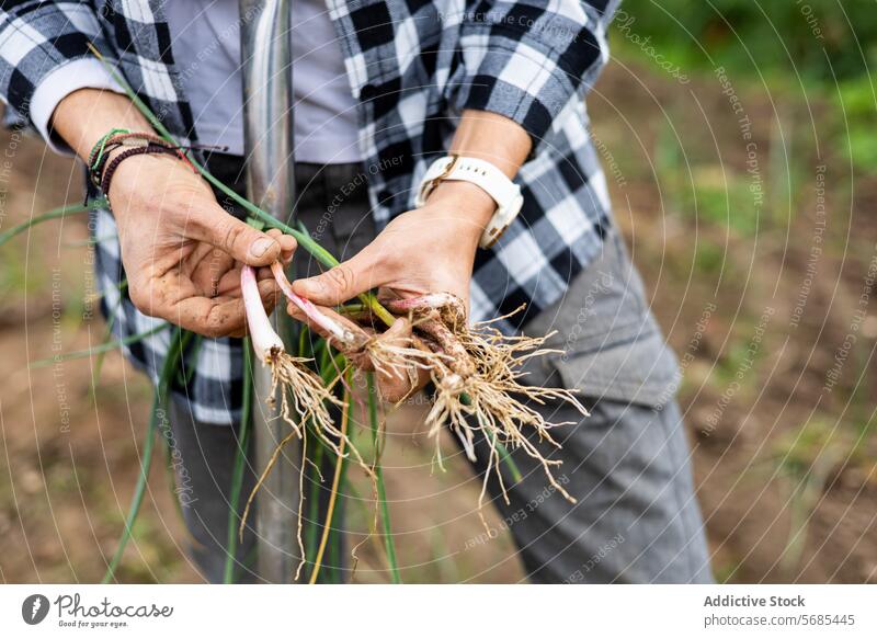 Bäuerin sammelt jungen Knoblauch auf dem Feld Erwachsener Ackerbau Agronomin Botanik Kaukasier sammelnd Ernte Bodenbearbeitung Öko Landwirt Landwirtschaft