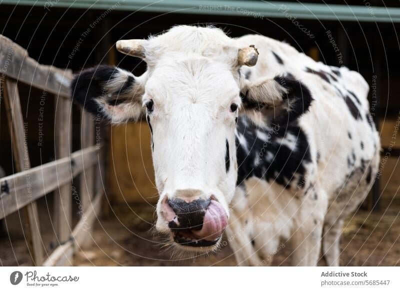 Porträt einer Friesenkuh auf einem Biohof Ackerbau Tier Rindfleisch schwarz schwarz auf weiß bovin Wade Nahaufnahme Land Landschaft Kuh neugierig niedlich