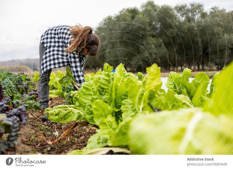 Bäuerin sammelt Mangold auf dem Feld Erwachsener Ackerbau Agronomin Botanik Kaukasier sammelnd Ernte Bodenbearbeitung Öko Landwirt Landwirtschaft Ackerland Frau