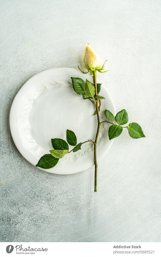 Elegant gedeckter Tisch mit Pfirsichrosen und Grünzeug Roséwein grün Blatt Blume Keramik Geschirr grau elegant speisend Ordnung Dekoration & Verzierung