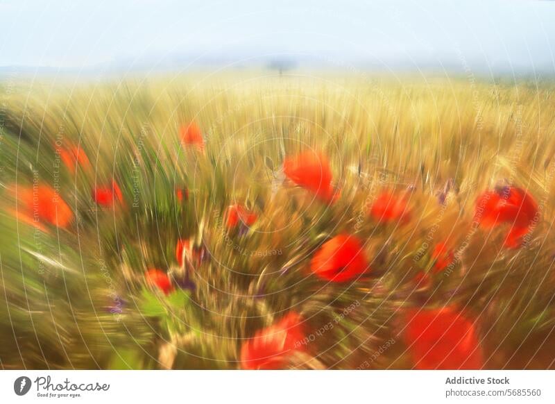 Abstraktes verschwommenes Feld mit rotem Mohn und Weizen abstrakt golden pulsierend künstlerisch impressionistisch Einfluss Bewegung dynamisch Natur Sommer