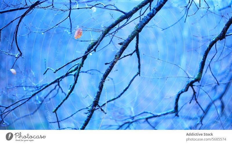 Serene blauen Hintergrund mit abstrakten Zweig Netzwerk Ast ruhig Szene Gelassenheit Natur Muster Textur Baum Himmel Windstille Tapete natürlich Umwelt