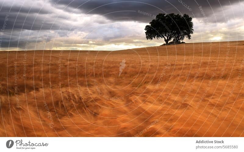 Dramatischer Himmel über einem windgepeitschten goldenen Weizenfeld Landschaft Natur Feld Cloud Baum Hügel ruhig dramatisch Stimmung Einsamkeit Gelassenheit