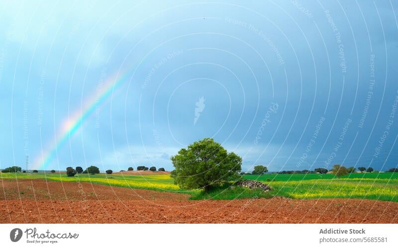 Regenbogen über saftigen Feldern und einem einsamen Baum Himmel Natur Landschaft grün pulsierend Bogen pflanzlich dramatisch Vordergrund einsiedlerisch Ackerbau