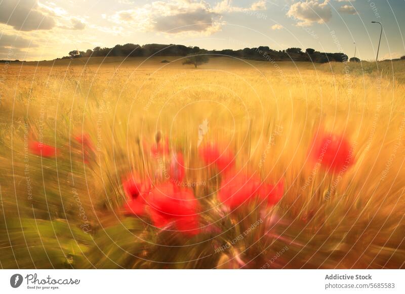 Goldenes Weizenfeld mit roten Mohnblumen bei Sonnenuntergang Feld golden Himmel schemenhaft pulsierend Überstrahlung schwankend Natur Landschaft Ackerbau