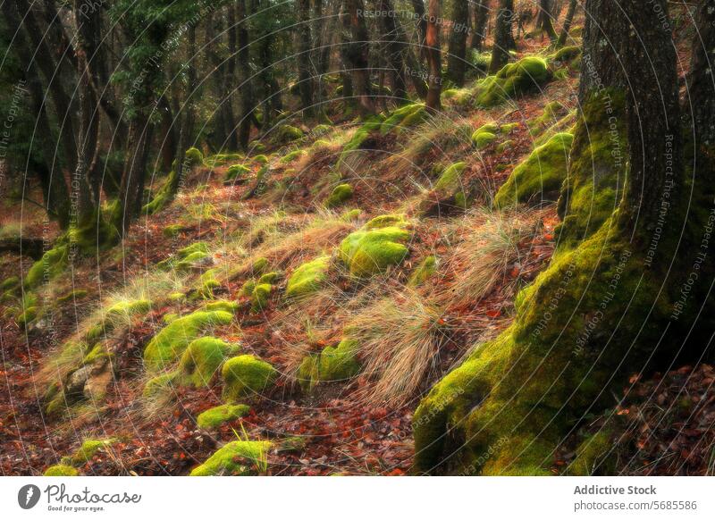 Bezaubernder Waldboden mit moosbewachsenen Felsen Stock Moos Steine grün Blatt Abfall Natur ruhig Landschaft Waldgebiet moosbedeckt Erde pulsierend natürlich