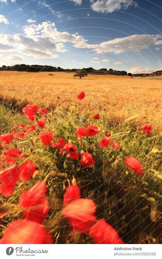 Sommerbrise in einem von Mohn gesäumten Weizenfeld Feld Himmel Cloud pulsierend rot golden Natur Landschaft Blütezeit geblümt ländlich Ackerbau Bauernhof