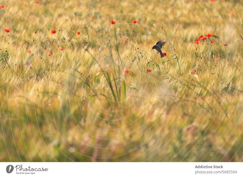 Schwarzer Gartenrotschwanz fliegt über eine Wildwiese mit Mohnblumen Hausrotschwanz Vogel Flug Wiese wild Gras Natur im Freien Tierwelt Sommer Feld Grasland