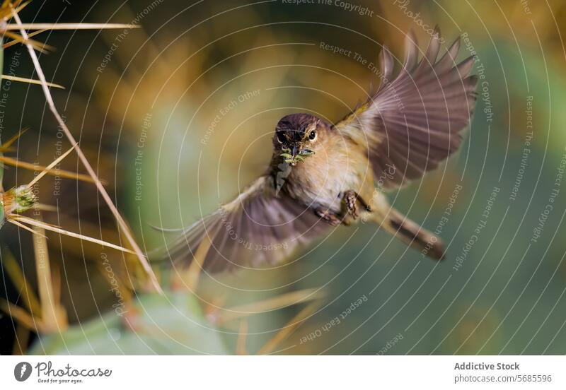 Zierlicher Zilpzalp im Flug mit einem Haken im Schnabel Vogel Tierwelt Natur Flügel Insekt fliegen braun klein mitten im Flug erfassend Beute grün Hintergrund