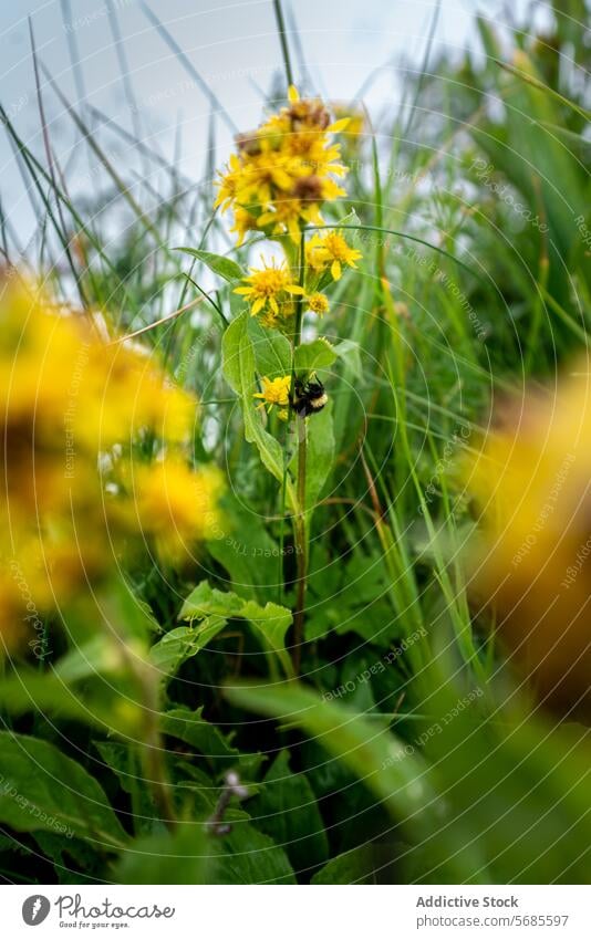 Hummel auf gelben Wildblumen in üppiger Wiese Blume Pollen Laubwerk grün Insekt Natur Bestäuber botanisch Blütezeit Nektar natürlich Sommer Tierwelt im Freien