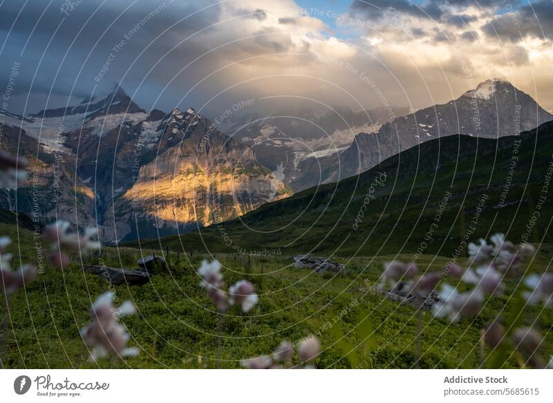 Majestätischer Sonnenuntergang über den Schweizer Alpen mit Blumen im Vordergrund Berge u. Gebirge goldenes Licht schroffe Gipfel Gelassenheit zarte Blumen