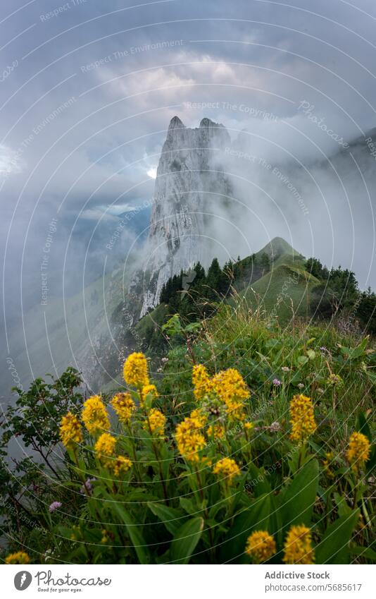 Majestätischer, in Nebel gehüllter Berggipfel Berge u. Gebirge Gipfel Appenzell Schweiz Gesteinsformationen Wildblume gelb Grün Natur dramatisch turmhoch