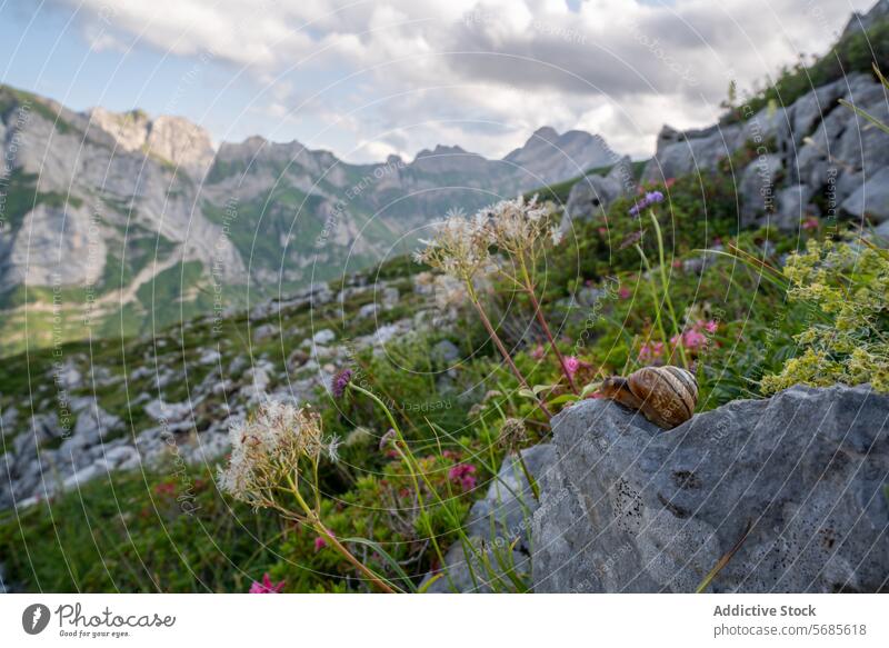 Schnecke und Wildblumen in den Appenzeller Bergen Riesenglanzschnecke Felsen Berge u. Gebirge Abenddämmerung Natur Nahaufnahme Flora Fauna Tierwelt im Freien