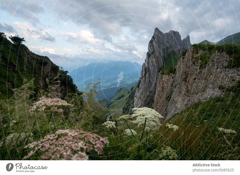 Majestätisch zerklüftete Felsen in einer ruhigen Berglandschaft Berge u. Gebirge Klippe Wildblume Natur Landschaft Gelassenheit robust Himmel Wolken Flora Grün