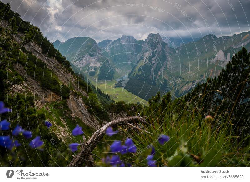 Dramatisches Alpental mit Aussicht auf Wildblumen alpin Tal Spitzenwerte Stimmung üppig (Wuchs) grün dramatisch Natur Landschaft Schweiz Appenzell im Freien