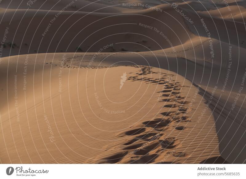 Fußabdrücke in der Wüste bei Sonnenuntergang in Erg Chebbi, Marokko wüst erg chebbi Merzouga Fußspuren Sanddünen reisen Afrika Landschaft Natur Freitreppe