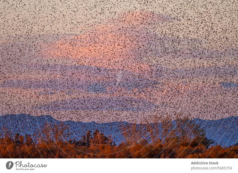 Der Dämmerungshimmel wimmelt von fliegenden Vogelschwärmen Himmel Schwarm Flug Silhouette Berge u. Gebirge wüst Laubwerk Natur Tierwelt Abenddämmerung