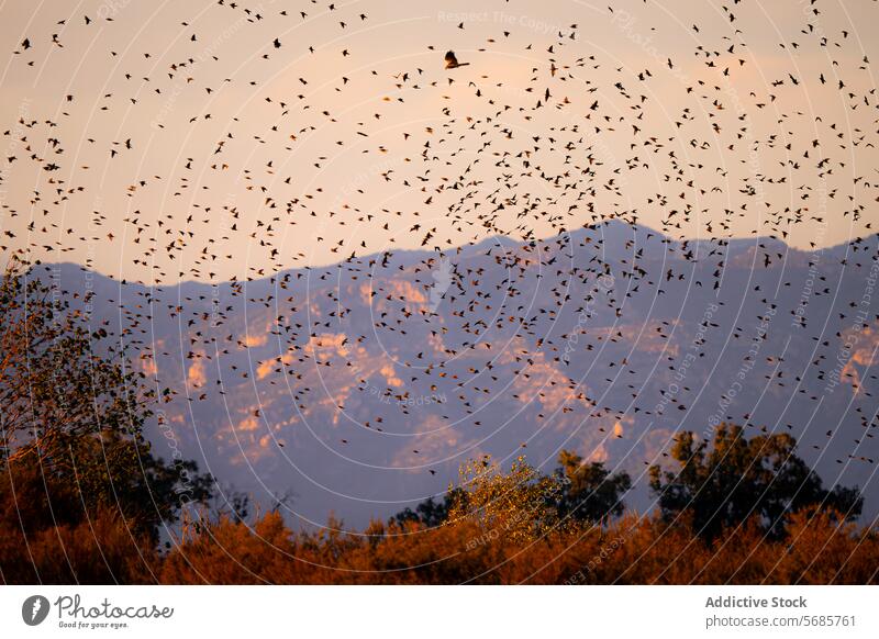 Vögel im Flug bei Sonnenuntergang mit Bergkulisse Vogel Berge u. Gebirge Hintergrund Silhouette Natur Himmel warm Tonung Einstellung Szene unzählig Tierwelt