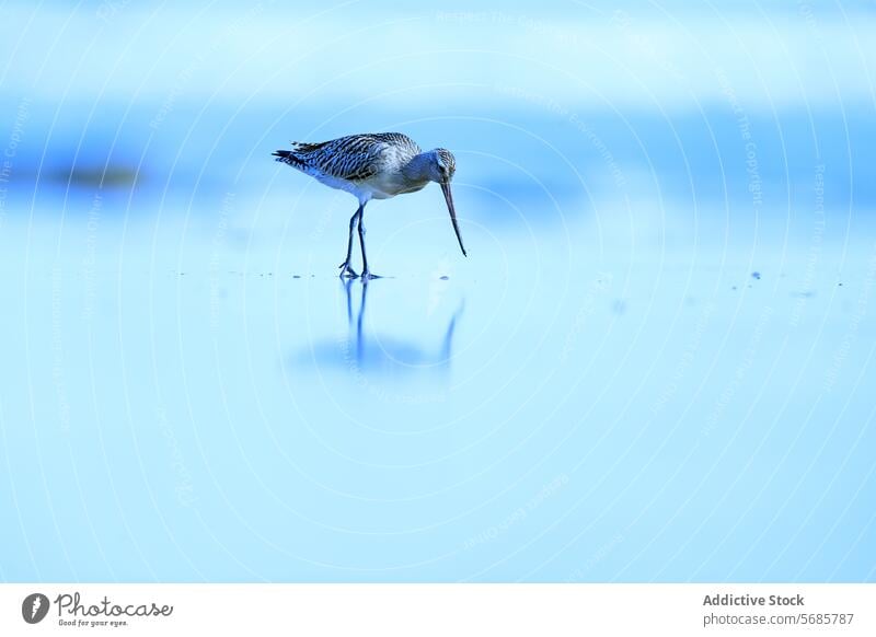 Pfuhlschnepfe watend in flachem Wasser Vogel Nahrungssuche seichtes Wasser Reflexion & Spiegelung blau Natur Tierwelt Küste Asturien Migrationspassage Ruhe