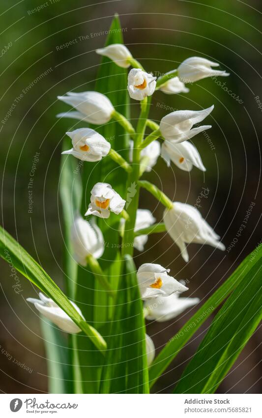 Weiße Blüten von Cephalanthera longifolia im natürlichen Lebensraum Blume Orchidee weiß Natur filigran Nahaufnahme Schwertblättrige Nieswurz Waldgebiet Flora