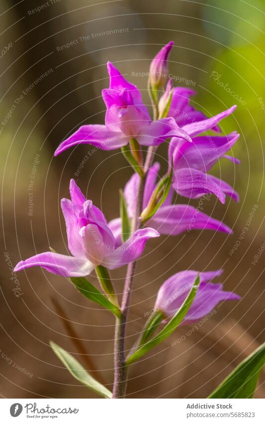 Lebendige Orchis Langei Blumen in natürlichem Lebensraum Orchis langei Blütezeit purpur Blütenblätter pulsierend wild Flora Natur Pflanze botanisch Frühling