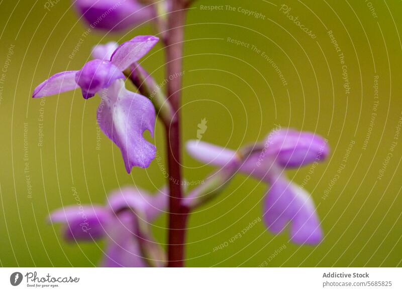 Nahaufnahme von Orchis langei in seinem natürlichen Lebensraum purpur Blume Blütezeit Orchidee verschwommen Hintergrund grün filigran Struktur Flora botanisch