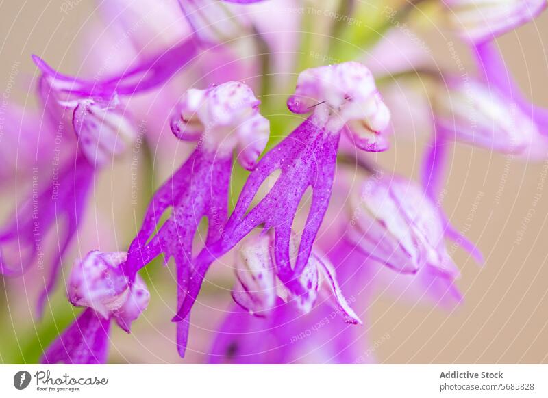 Lebendige Orchis Langei in Nahaufnahme Orchis langei Blume purpur weiß Blütezeit botanisch Pflanze Flora Orchidee Wildblume Natur Detailaufnahme pulsierend