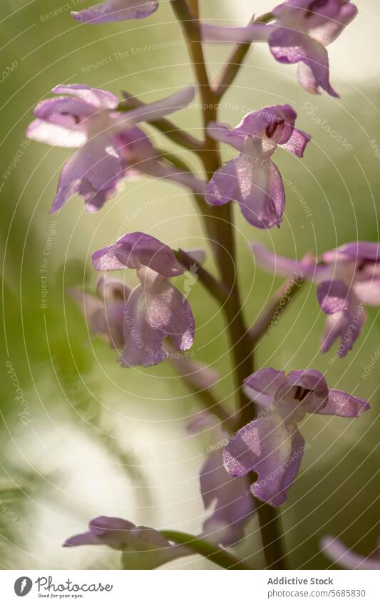 Zarte Orchis Langei blüht im natürlichen Licht Orchis langei Nahaufnahme purpur Blütenblatt natürliches Licht Blütezeit Pflanze Flora Orchidee Weichzeichner
