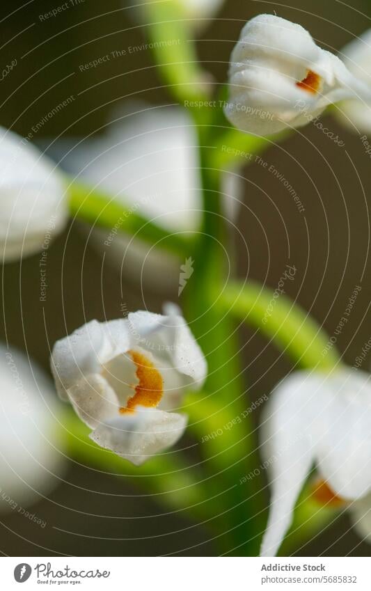 Weiße Orchidee Cephalanthera rubra Nahaufnahme im natürlichen Lebensraum Kephalanthera rubra weiße Blume Roter Nieswurz Waldgebiet filigran