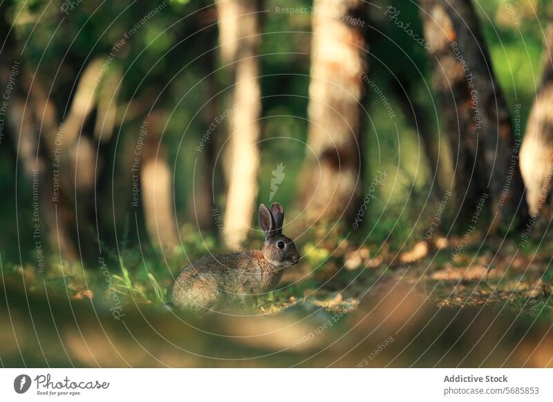 Wildkaninchen, das sich in seinem natürlichen Lebensraum versteckt Kaninchen wild Tier Natur Tierwelt Wald Grün Tarnung bedächtig Gelassenheit Einstellung