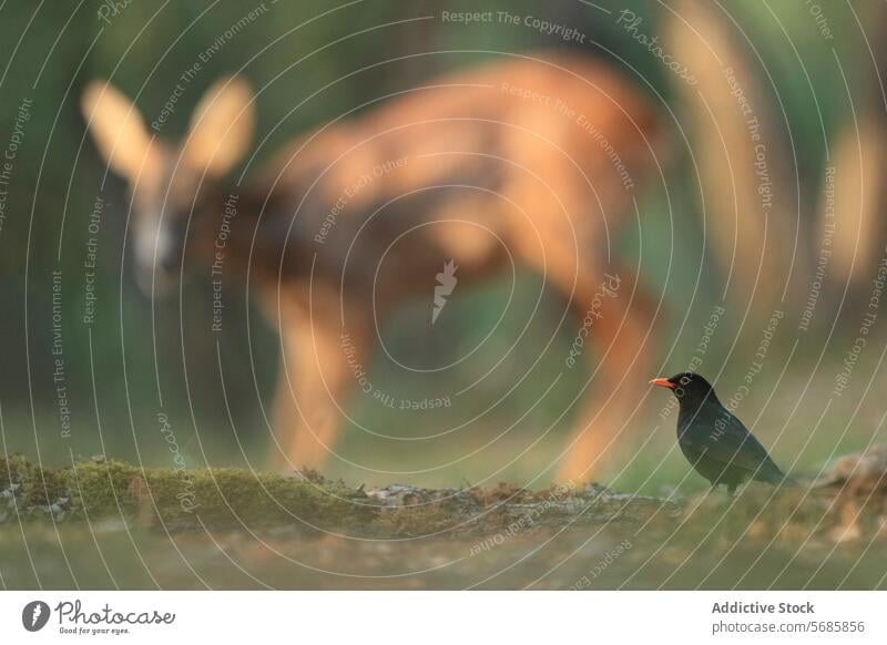 Weibliche Amsel und Reh in einer ruhigen Waldszene Amselweibchen Gelassenheit Waldgebiet Tierwelt Natur Vogel Säugetier Bokeh verschwommener Hintergrund Grün
