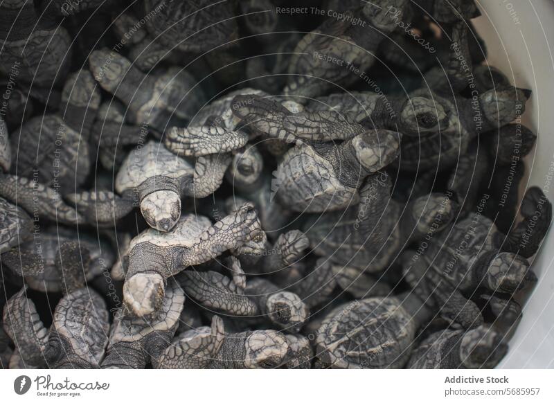 Geschlüpfte grüne Meeresschildkröten, zusammengewürfelt Küken neugeboren Schildkröte Tierwelt Erhaltung Natur marin Baby Menschengruppe Überleben Reise Beginn