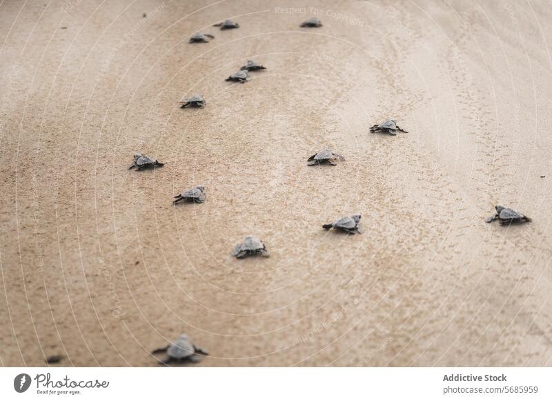Baby-Meeresschildkröten auf dem Weg ins Meer grüne Meeresschildkröte chelonia mydas Strand Sand Reise Küken Natur Tierwelt Wanderung krabbeln Erhaltung Reptil