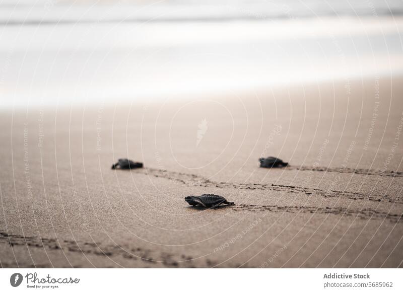 Junge grüne Schildkröten auf dem Weg ins Meer chelonia mydas Baby-Schildkröte Küken MEER Reise Strand Sand Tierwelt Erhaltung Natur gefährdete Arten