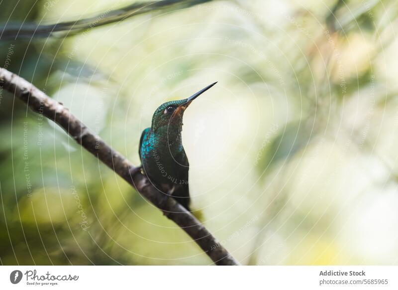 Lebendiger Kolibri auf einem Zweig in der Natur colibri Vogel gehockt Ast Tierwelt Nahaufnahme irisierend Federn Schnabel Fauna Bokeh verschwommen Hintergrund