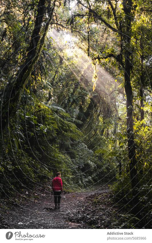 Einsame Wanderung durch einen sonnenbeschienenen Wald Mann Wanderer Sonnenstrahlen Nebel Natur Gelassenheit Abenteuer Einsamkeit Nachlauf Grün männlich wandern