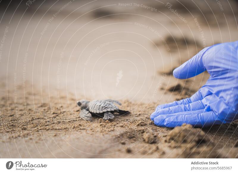 Grüne Meeresschildkröte, die von anonymer Hand ins Meer geführt wurde Schildkröte Küken MEER Erhaltung Anleitung menschliche Hand mit Handschuhen Strand Sand
