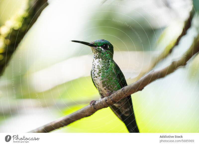 Grüner Kolibri auf einem Zweig in seinem natürlichen Lebensraum grün irisierend Feder gehockt Ast Vogel Tierwelt Natur Wald Umwelt ruhen weich Licht schimmern