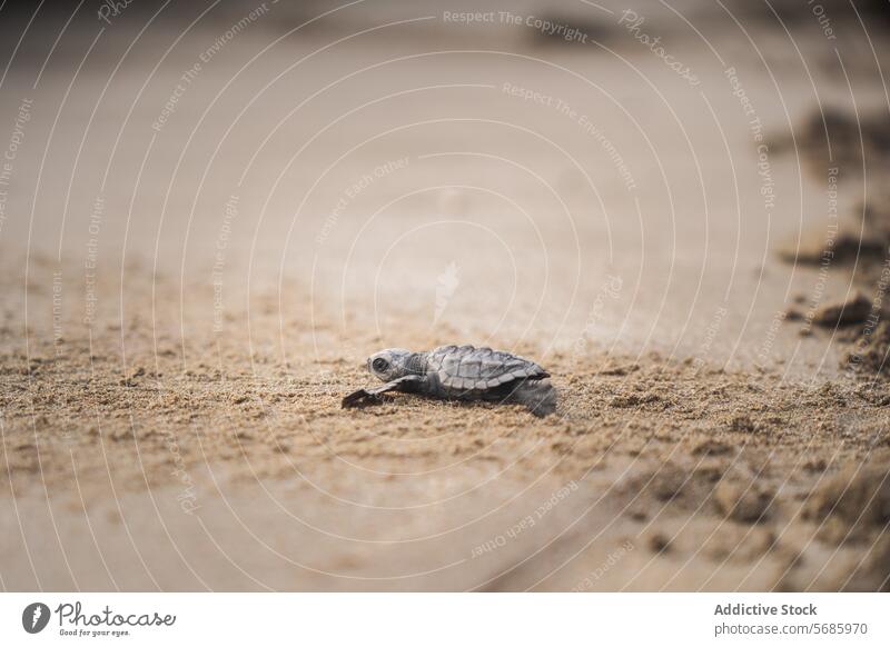 Kleine grüne Schildkröte auf dem Weg ins Meer Baby-Schildkröte Küken Meeresschildkröte Strand Sand krabbeln Reise Tierwelt Natur Erhaltung Meereslebewesen