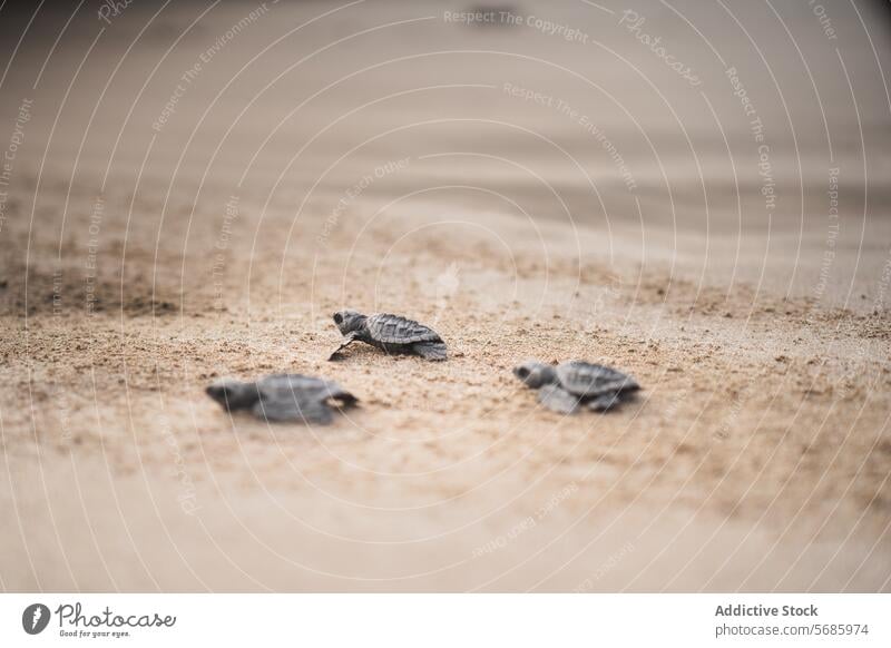 Junge grüne Meeresschildkröten auf dem Weg ins Meer Schildkröte Küken Reise Tierwelt Natur Strand Sand Nahaufnahme Tierjunges Meeresleben Erhaltung Artenschutz