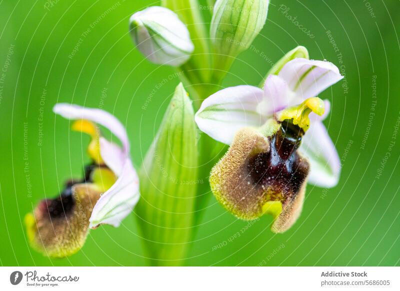 Ophrys ficalhoana Orchidee im natürlichen grünen Hintergrund Nahaufnahme Bienen nachahmende Blume grüner Hintergrund Blütezeit Pflanze Natur Makro botanisch