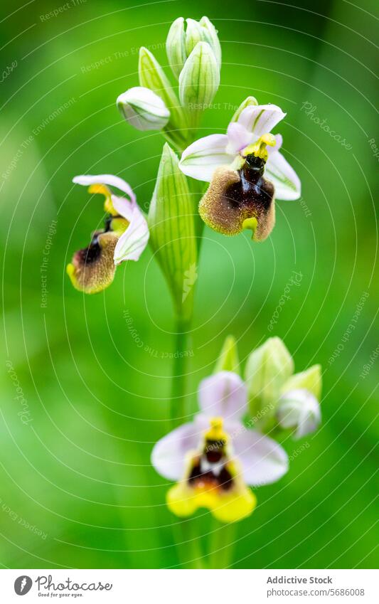 Orchidee Ophrys ficalhoana in ihrem natürlichen Lebensraum Blume Pflanze Natur Blüte Botanik Biologie Ökologie natürlicher Lebensraum grün Garten wild geblümt