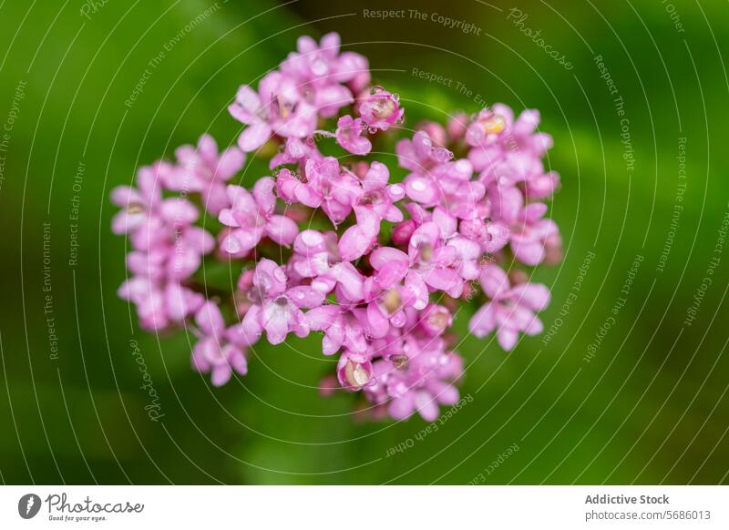 Tau-geküsste rosa Blüten von Eisenkraut (Verbena bonariensis) vor grünem Hintergrund Blume Natur Nahaufnahme Wassertropfen verschwommener Hintergrund geblümt