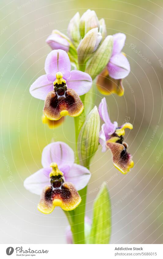 Nahaufnahme von Ophrys ficalhoana bei natürlichem Licht Orchidee Blume Natur Makro Blütezeit Pflanze Frühling Blütenblatt Botanik natürliches Licht detailliert