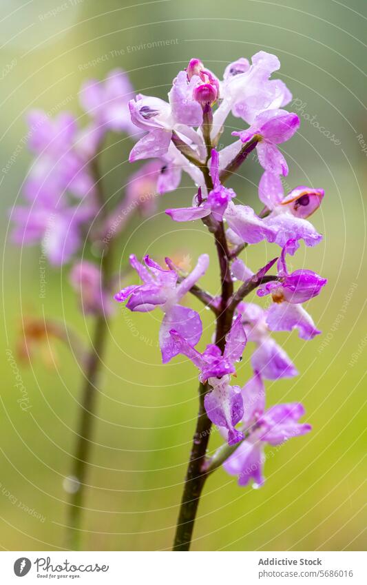 Orchis langei blüht im natürlichen Lebensraum Orchidee Blume Blütezeit purpur Pflanze Natur natürlicher Lebensraum Flora botanisch Frühling Cluster Wildblume