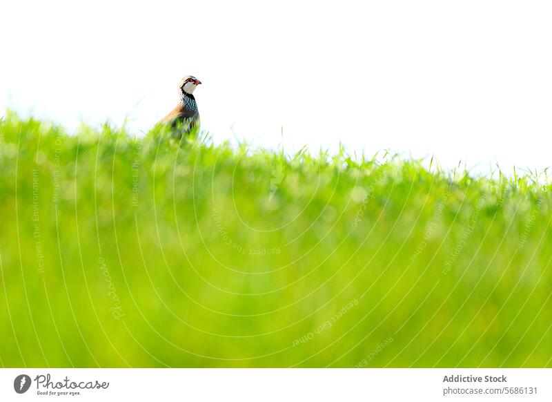 Ein Rebhuhn lugt über das üppige grüne Gras in einer hellen, minimalistischen Umgebung Vogel üppig (Wuchs) Tierwelt Natur Feld Wiese im Freien Frühling Tarnung