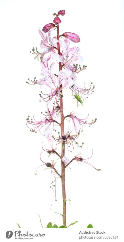 Zarte weiße Diktamoblume isoliert auf Weiß dictamnus albus weißes Diktiergerät Blume rosa filigran Blüte botanisch vereinzelt Pflanze Flora Gelassenheit