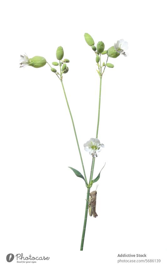 Weiße Diktamopflanze mit einem besuchenden Insekt auf weißem Hintergrund weißes Diktiergerät Blume Pflanze vereinzelt weißer Hintergrund filigran minimalistisch