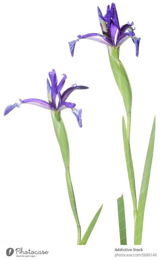 Blaue Lilie Blumen isoliert auf einem weißen Hintergrund blau Lilien vereinzelt weißer Hintergrund Blütenblatt Pflanze Blütezeit botanisch geblümt Natur